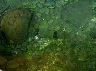 野中の清水⇒まんなかあたりの黒い部分からこんこんと…